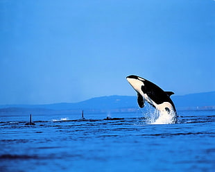 Orca jumping out of the water with other Orcas