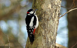 Lesser Spotter Woodpecker