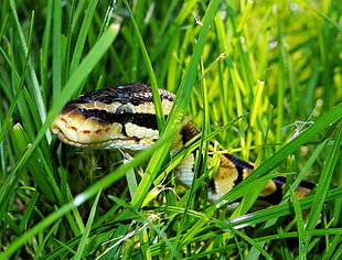 closeup photo of articulated python