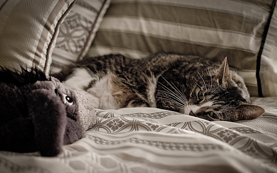 gray and white Tabby cat HD wallpaper
