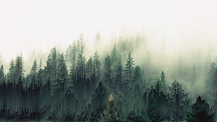 fog green leaf trees, forest, trees, mist, pixel sorting