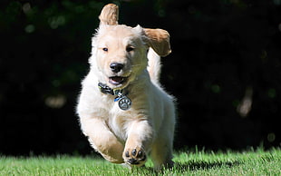 Golden Retriever puppy HD wallpaper