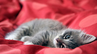 kitten leaning on red textile HD wallpaper