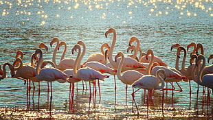 flock of pink flamingos on body of water at daytime