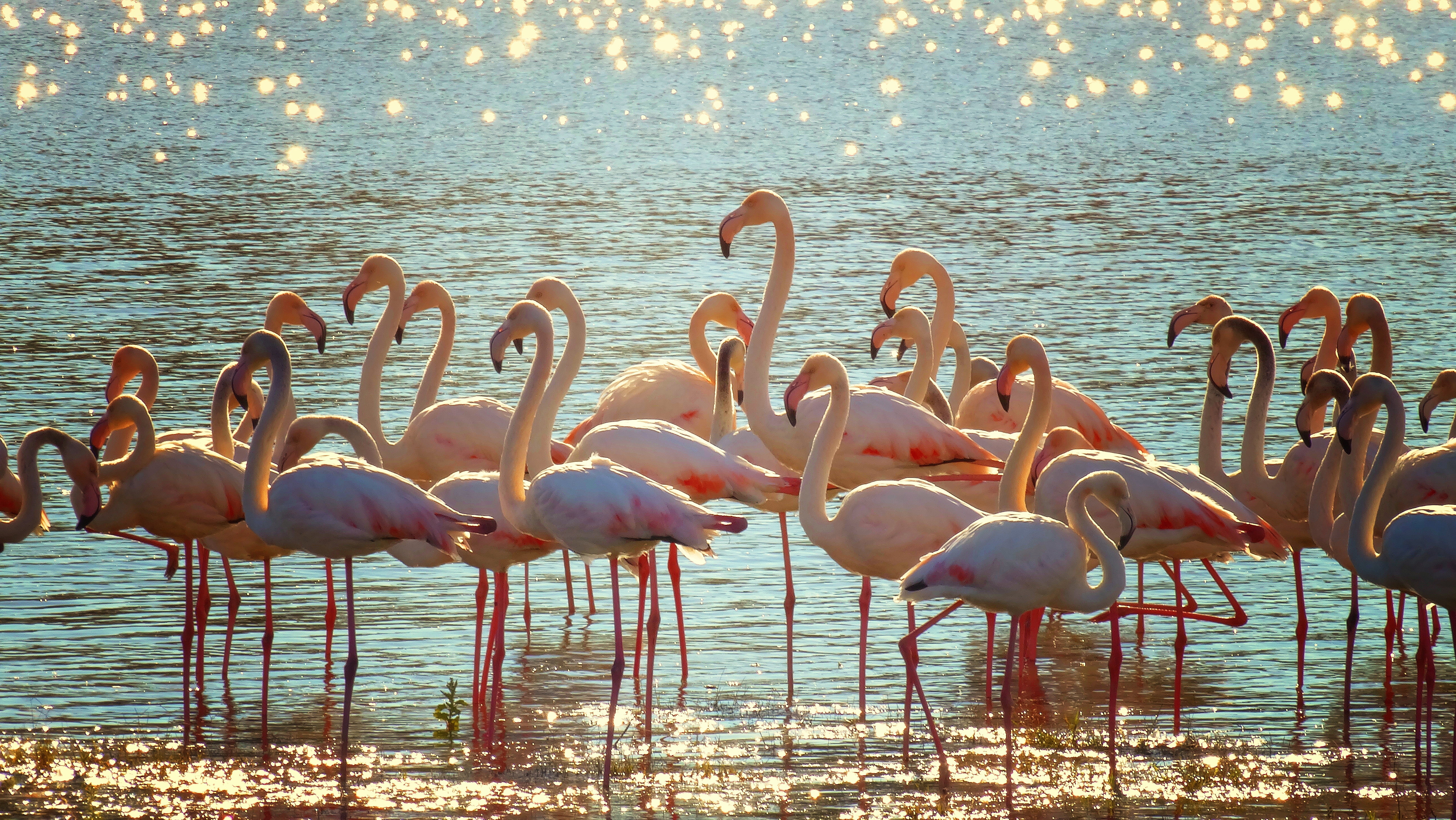 flock of pink flamingos on body of water at daytime