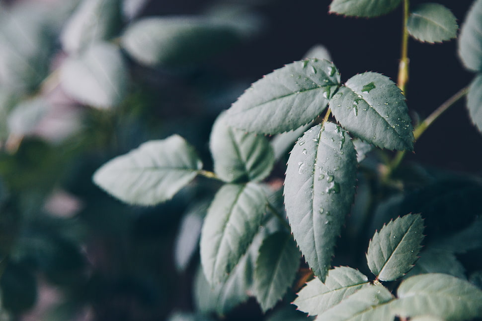 green leaf rose plant HD wallpaper