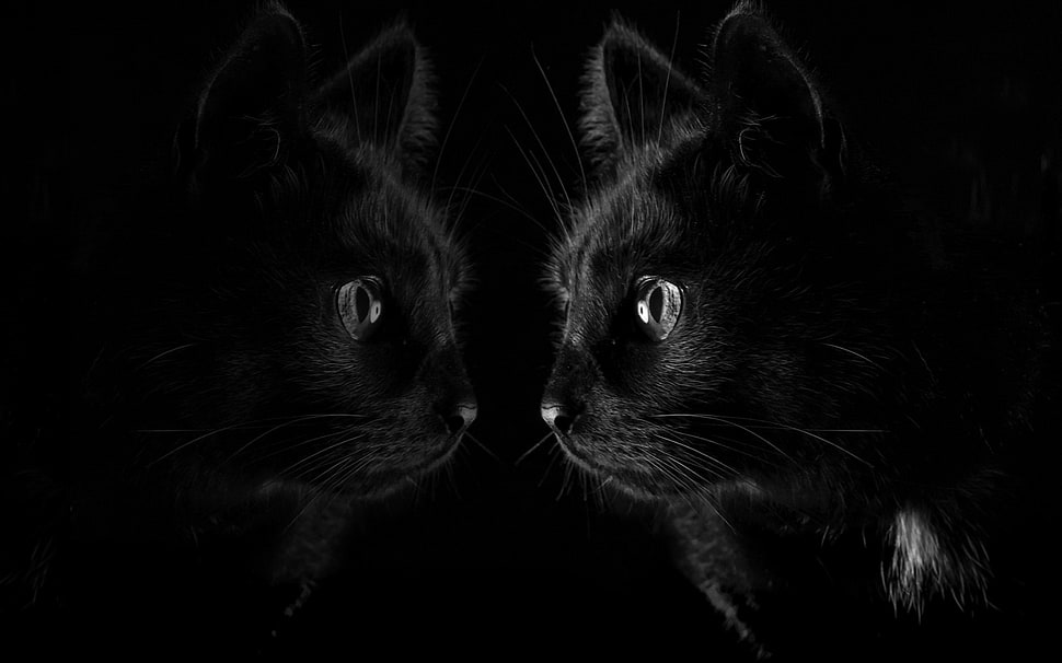 bombay cat, dark, black, cat, reflection HD wallpaper