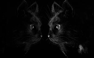 bombay cat, dark, black, cat, reflection