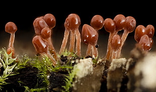 brown mushrooms close-up photo