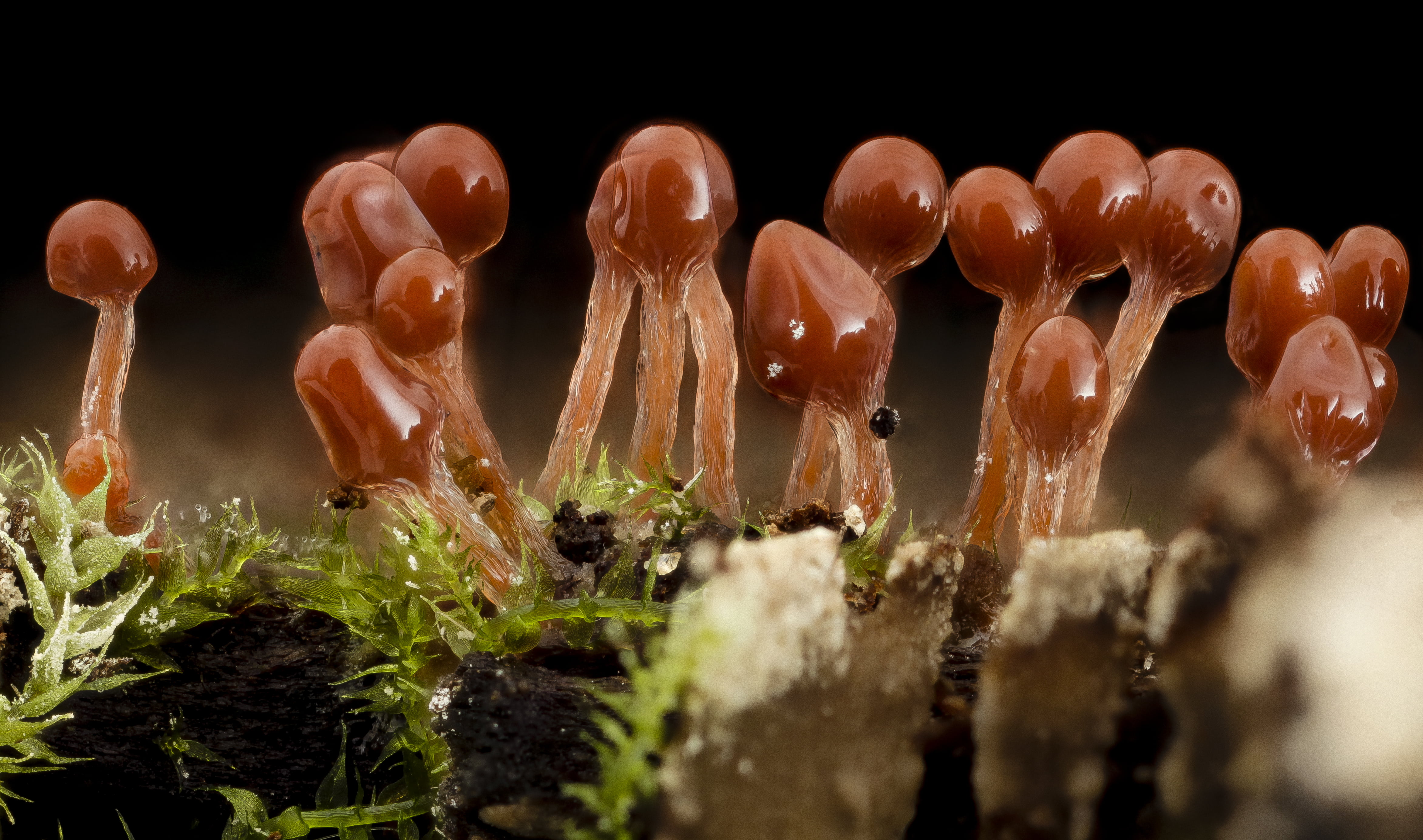 Плесневые грибы это низшие