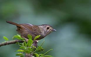 selective focus photography of brown feathered bird
