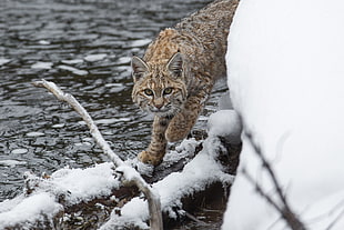 brown wild cat on ice berg beside bodies of water HD wallpaper