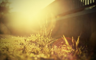 close-up photography of grass during sunrise