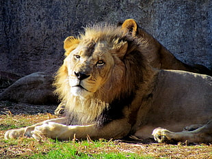 Lion lying on grass field, asheboro, nc