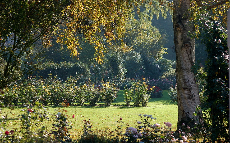 green garden with trees and field HD wallpaper