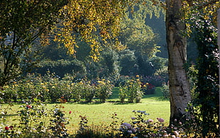 green garden with trees and field