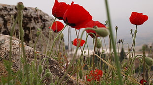 red poppy flower plants near rock formation at daytime HD wallpaper