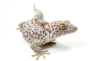 white and red leopard print ceramic figurine, lizards, reptiles, animals