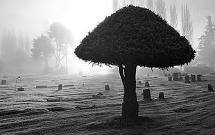 grayscale photo of cemetery, landscape, monochrome