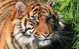 closeup photography of Bengal Tiger during daytime