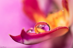 shallow focus photo of water drops HD wallpaper