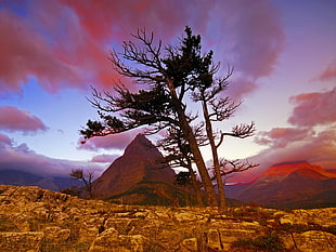 landscape photography of trees and brown mountain