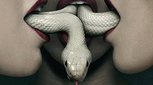 white snake HD wallpaper