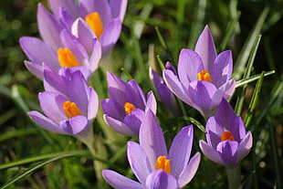 purple-and-yellow Crocus flowers at daytime HD wallpaper