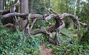driftwood in forest