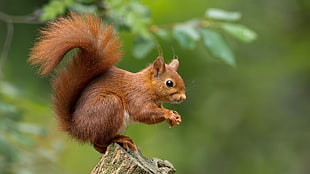 brown squirrel, nature