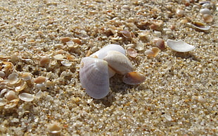 pair of white flip flops, seashells, sand, macro, nature