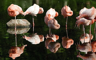 animal photo of flock of flamingos on body of water