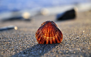 seashell on sand HD wallpaper