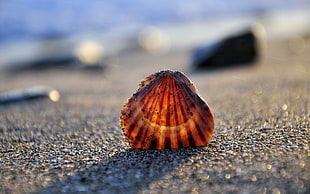 seashell on sand