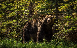 brown bear, animals, bears, forest, nature HD wallpaper