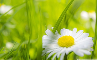 white aster flower, flowers, macro, nature, plants HD wallpaper