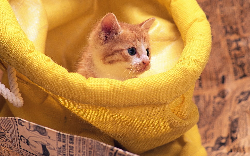 kitten in yellow sack HD wallpaper
