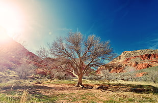 sun, desert, dry, tree HD wallpaper