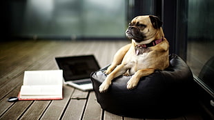 fawn pug, pug , laptop, books, mac book