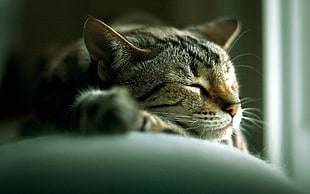 photo of sleeping brown tabby cat