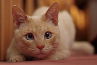orange Tabby cat in shallow focus photography HD wallpaper