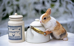 white and brown rabbit near white teapot