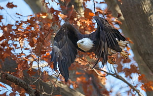 bald eagle flies on tree photography