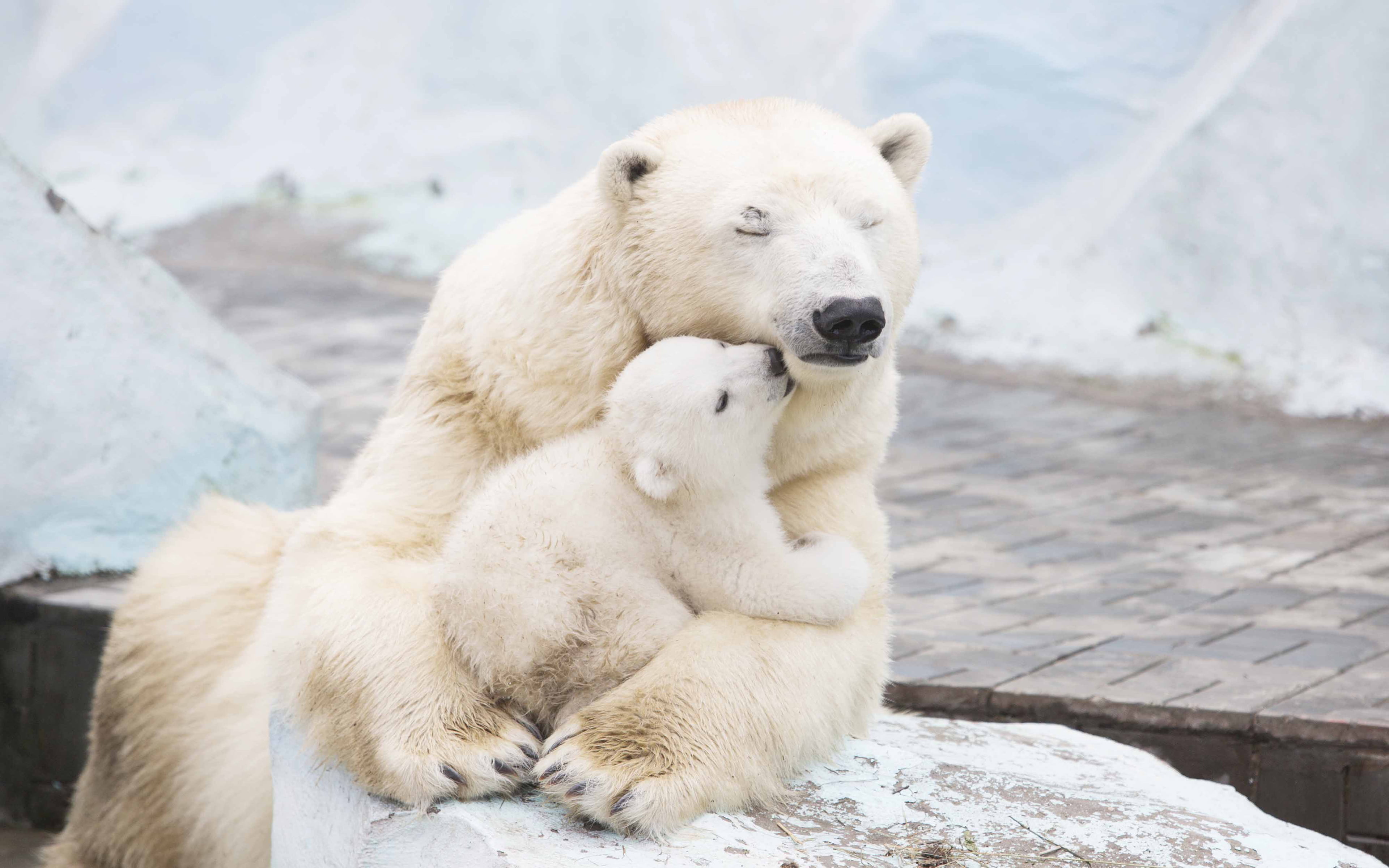 White polar bear carrying baby bear HD