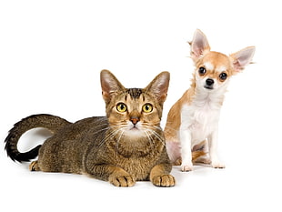 brown tabby cat and fawn Chihuahua puppy