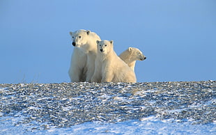 photography of three Polar Bears during daytime