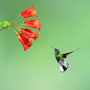 shallow focus photography of humming bird near red flowers, hummingbird HD wallpaper