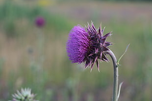 selective focus of purple petal flower