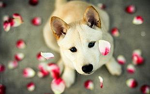 Shiba Inu puppy with red-and-white flower petals at daytime