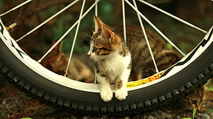 brown and white kitten, cat, bicycle, bicycle tires